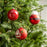 4" Red Santa Belt Glass Ball Assorted Ornament