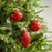 4" Silver Glitter Decorated 3 Assorted Ornament