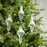 6" Winter Frost Assorted Finial