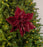 15" Poinsettia Velvet Stem