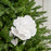 26" White Rose Stem