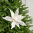 23" White Sheer Poinsettia