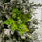 17" Green Velvet Poinsettia