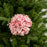 20" Blush Pink Hydrangea Stem
