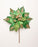 20" Emerald Giant Poinsettia