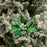 18" Emerald & Silver Poinsettia