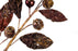 30" Mini Pomegrante Leaf Spray