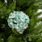 19" Light Blue Hydrangea Stem