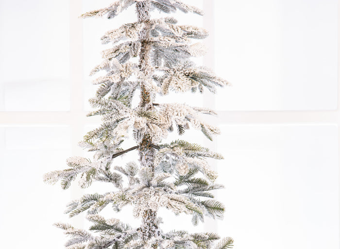 Alpine Fir Snowy Tree