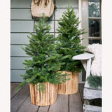 3 FT Grandis Fir Tree Pre Lit Battery Operated