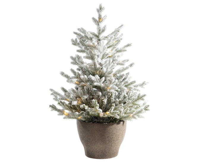 Norway Potted Snowy