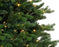 Allison Pine Tree Pre Lit Warm White & Multi LED