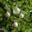 80MM Assorted Glass Ornament 21 Pack