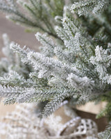 Norway Spruce Snowy Tree Unlit