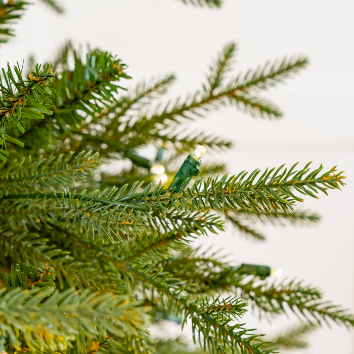 Kentucky Fir Tree Pre Lit Clear Lights