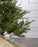 Norway Spruce Tree Pre Lit Warm White Micro LED Lights