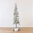 Alpine Fir Snowy Tree