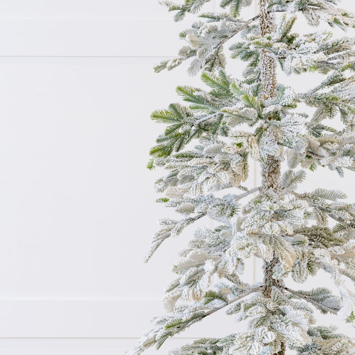 Alpine Fir Snowy Tree