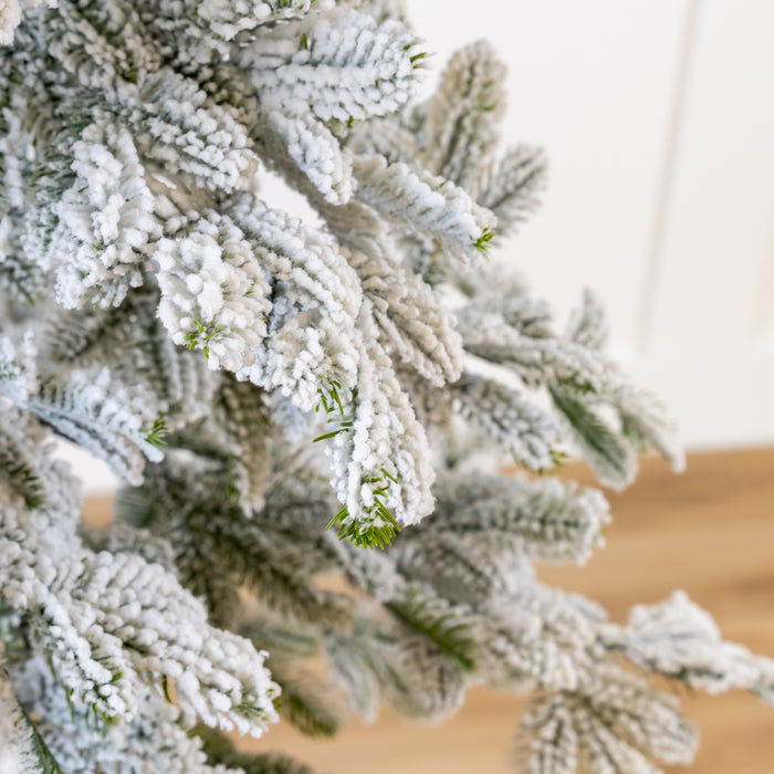 Alpine Fir Snowy Tree