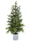 5 FT Natural Touch Potted Norway Spruce Tree