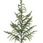 36" Forest Norfolk Pine Spray