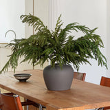 36" Forest Norfolk Pine Spray