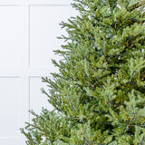 Newbury Pine Tree Pre-Lit Micro Warm White LED Lights